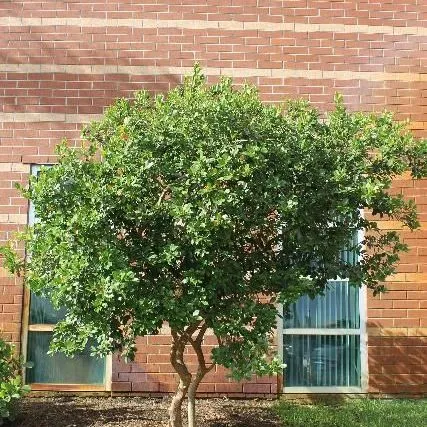 thumbnail for publication: Psidium cattleianum: Strawberry Guava